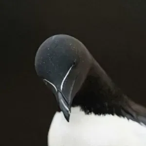 IkariuTV